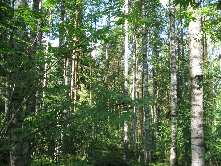 <em>2025-residency-birch-trees.jpg</em>